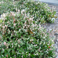 Trachelospermum jasminoides Tricolor