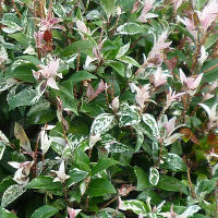 Trachelospermum jasminoides Tricolor