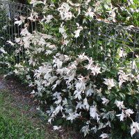 Trachelospermum jasminoides Tricolor