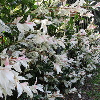 Trachelospermum jasminoides Tricolor