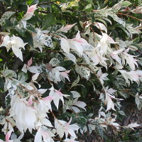 Trachelospermum jasminoides Tricolor