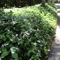 Trachelospermum jasminoides Tricolor