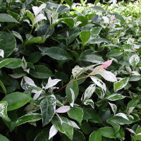 Trachelospermum jasminoides Tricolor