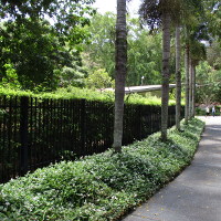 Trachelospermum jasminoides Tricolor