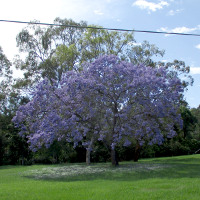 White flowered jacaranda