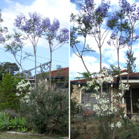 grafted white jacaranda