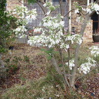 grafted white jacaranda