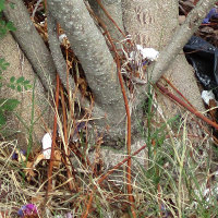 grafted white jacaranda