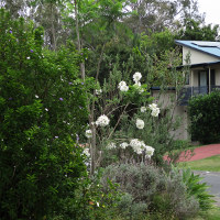 White flowered jacaranda