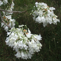 White flowered jacaranda