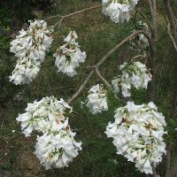 White flowered jacaranda