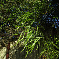 Muehlenbeckia platyclada syn Homolocladium platycladum