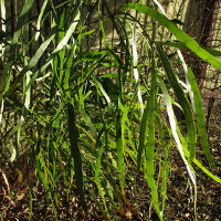 Muehlenbeckia platyclada syn Homolocladium platycladum