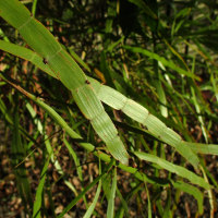 Muehlenbeckia platyclada syn Homolocladium platycladum