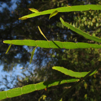 Muehlenbeckia platyclada syn Homolocladium platycladum