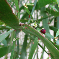 Muehlenbeckia platyclada syn Homolocladium platycladum