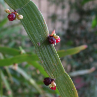 Muehlenbeckia platyclada syn Homolocladium platycladum