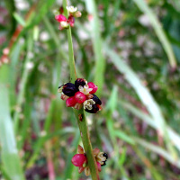 Muehlenbeckia platyclada syn Homolocladium platycladum