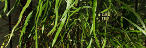 subject tag image