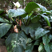 Tacca integrifolia White Batflower