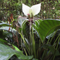 Tacca integrifolia White Batflower