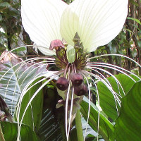 Tacca integrifolia White Batflower