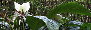 subject tag image