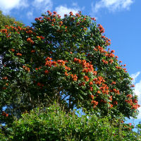 Spathodea campanulata African tulip tree