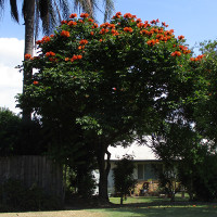 Spathodea campanulata African tulip tree