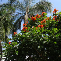 Spathodea campanulata African tulip tree