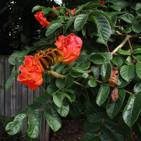 Spathodea campanulata African tulip tree