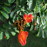 Spathodea campanulata African tulip tree