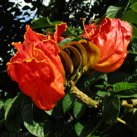 Spathodea campanulata African tulip tree