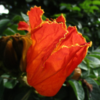 Spathodea campanulata African tulip tree