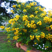 Easter cassia Senna pendula var glabrata