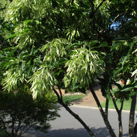 Fraxinus griffithii Himalayan ash