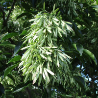 Fraxinus griffithii Himalayan ash