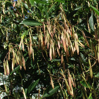 Fraxinus griffithii Himalayan ash