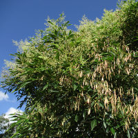 Fraxinus griffithii Himalayan ash