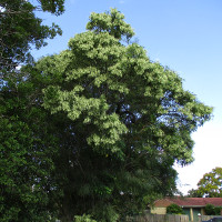 Fraxinus griffithii Himalayan ash