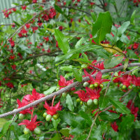 Ochna serrulata