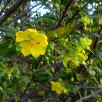 Ochna serrulata