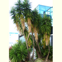 Yucca_elephantipes