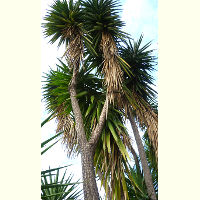 Yucca_elephantipes