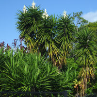 Yucca_elephantipes