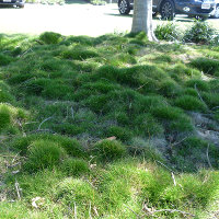No Mow Grass